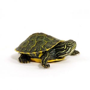 Florida Schmuckschildkröte