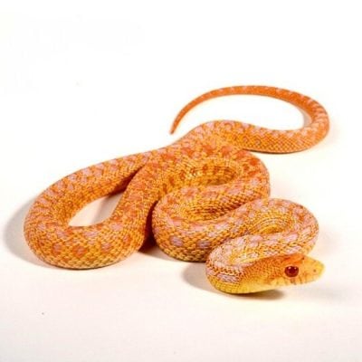 Gophernatter Pituophis c anectens Albino