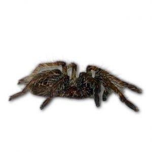 H&ouml;ckervogelspinne Ceratogyros darlingi