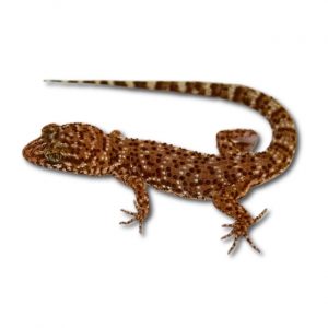 Kaktus Gecko Heteronata binoi ()