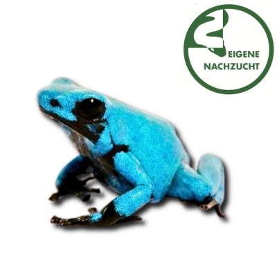 Klecks Baumsteigerfrosch Adelphobates galactonotes