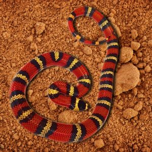 Lampropeltis hondurensis Tricolor Milschschlange