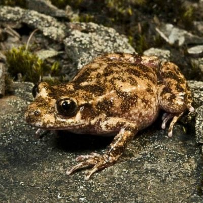 Mallorca Geburtshelferkröte Alytes muletensis