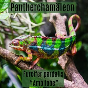 Panthercham&auml;leon Furcifer pardalis Ambilobe