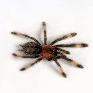 Silberne Samtvogelspinne Psalmopoeus cambridge