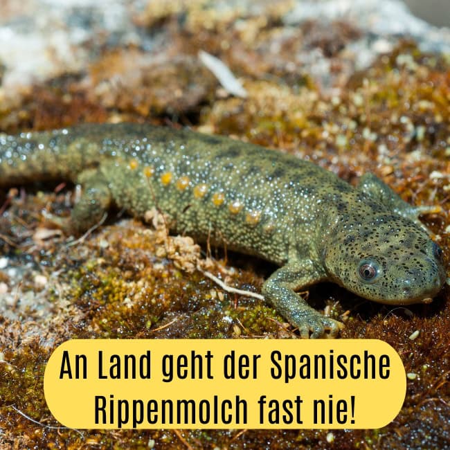 Spanischer Rippenmolch Pleurodeles waltl ()