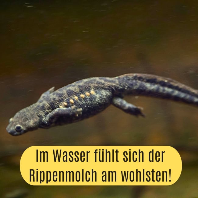 Spanischer Rippenmolch Pleurodeles waltl ()