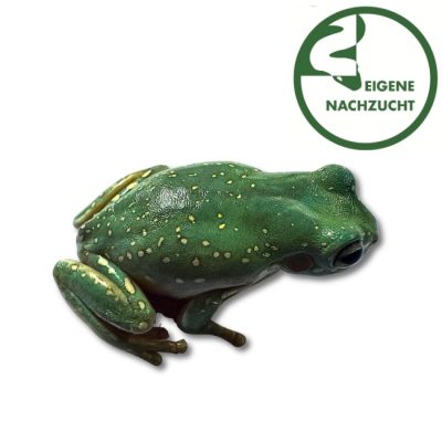 Litoria caerulea Korallenfinger Australischer Goldstaub
