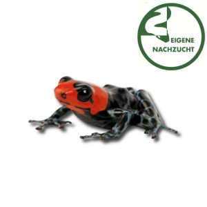 Ranitomeya benedicta