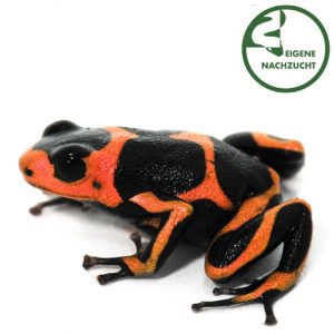 Ranitomeya imitator
