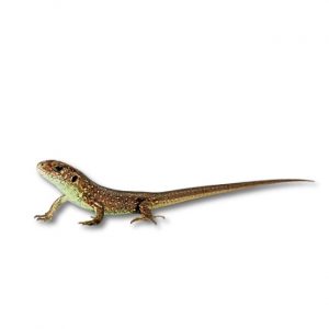 Zauneidechse Lacerta agilis()
