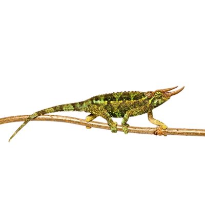 Regenbogen Dreihornchamäleon Trioceros j willegensis Shop