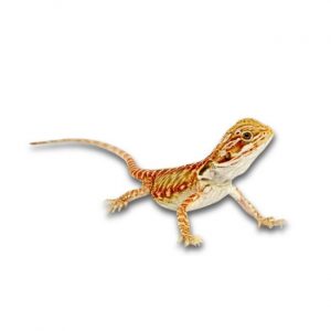 Bartagame Fancy Nancy Blog