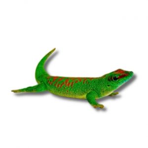Madagaskar Taggecko Blog