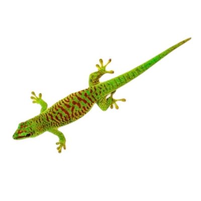 Madagaskar Taggecko High Red Blog