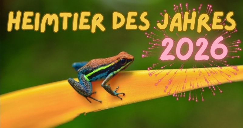 Home - Amphibien und Reptilien kaufen 13 Blog Heimtier des Jahres