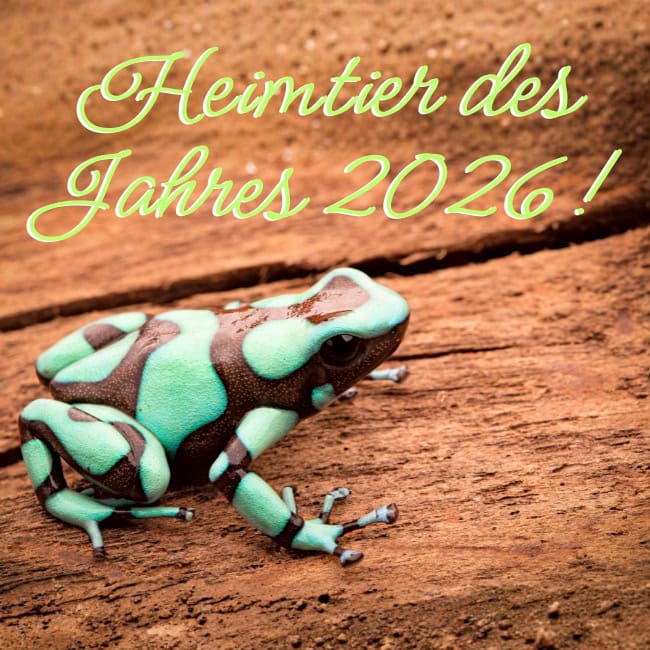 Dendrobates Blog()