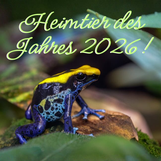 Dendrobates Blog()