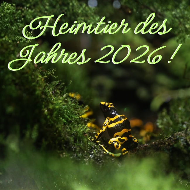 Dendrobates Blog()
