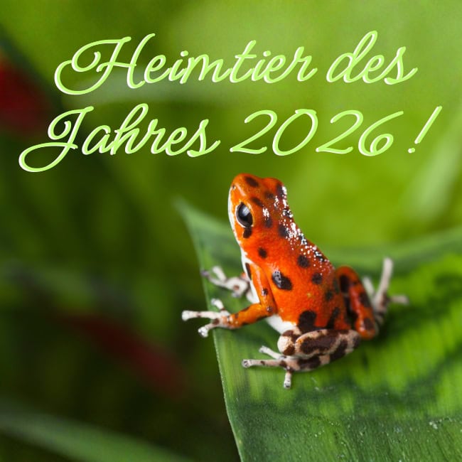 Dendrobates Blog()