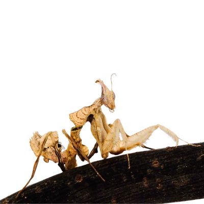 Shop 3 Große Teufelsblume