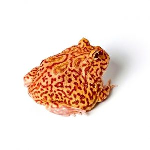 Schmuckhornfrosch Coral Blaze