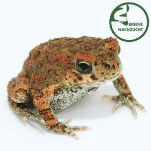 Berberkr&ouml;te Sclerophrys mauritanicus