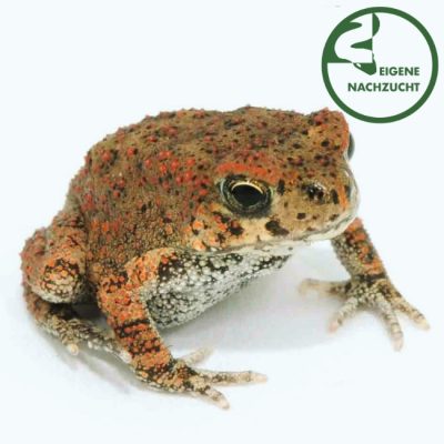 Berberkröte Sclerophrys mauritanicus