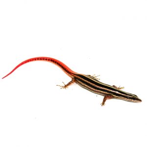Gelbstreifen Zwergskink