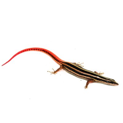 Gelbstreifen Zwergskink