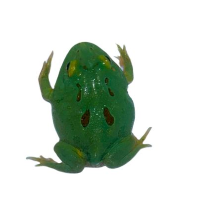 Schmuckhornfrosch Peppermint blue()