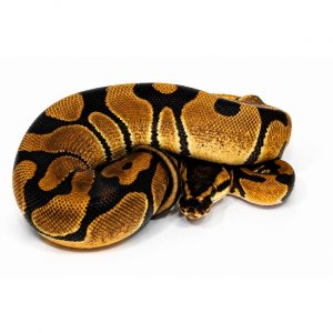 Enchi
