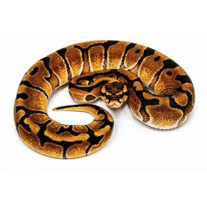 Enchi Red Striped Gravel