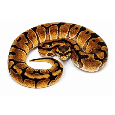 Enchi Red Striped Gravel