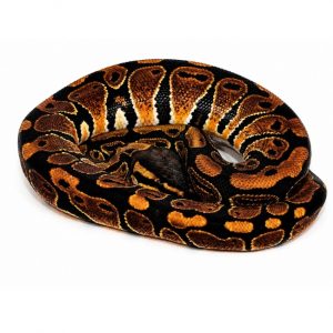Nr Mandarin