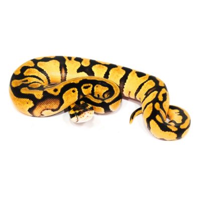 Pastel Enchi