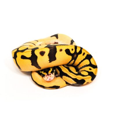 Pastel Enchi Desert Ghost