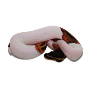Piebald