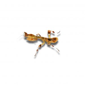 Angola Riesenmantis