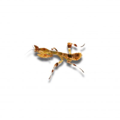 Angola Riesenmantis