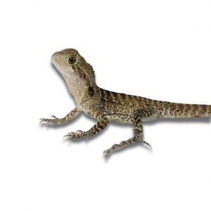 Australische Wasseragame