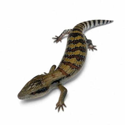 Blauzungenskink