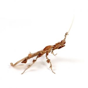 Geistermantis
