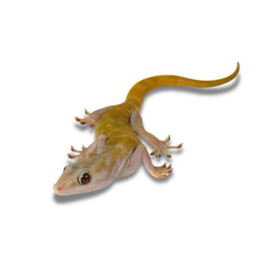 Goldgecko