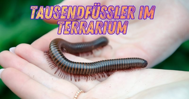 Tausendf&uuml;&szlig;ler