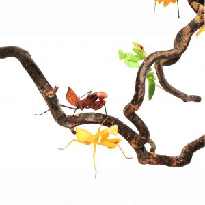 Timor Riesenschild Mantis