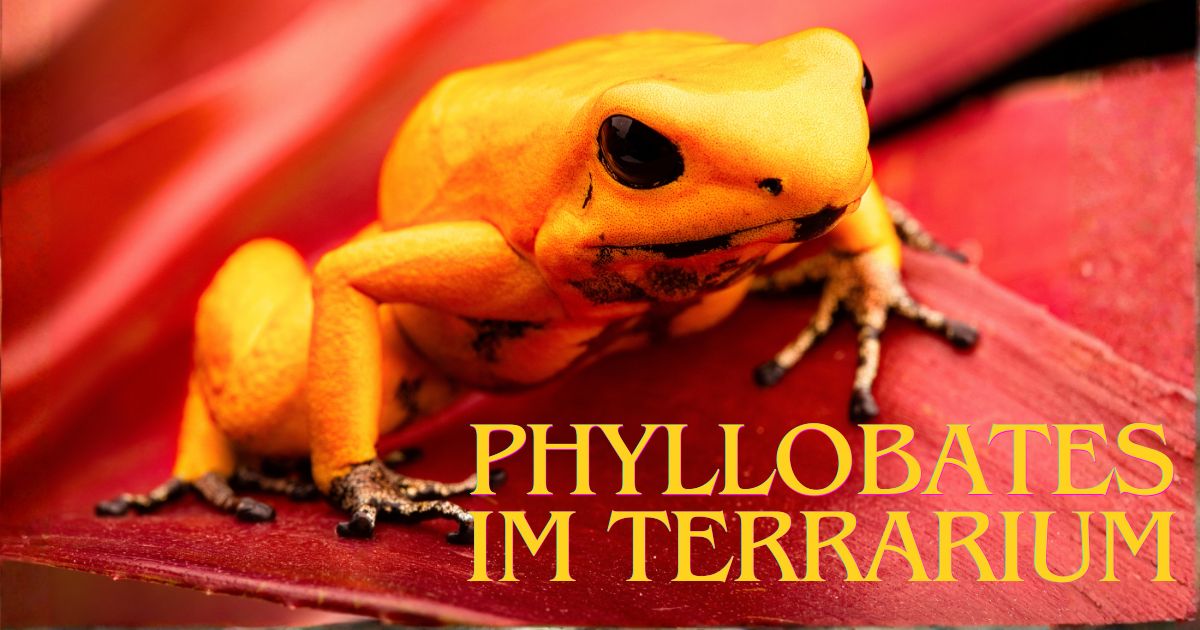 Blog Phyllobates()