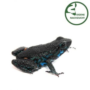 Ingers Giftfrosch Ameerega ingeri