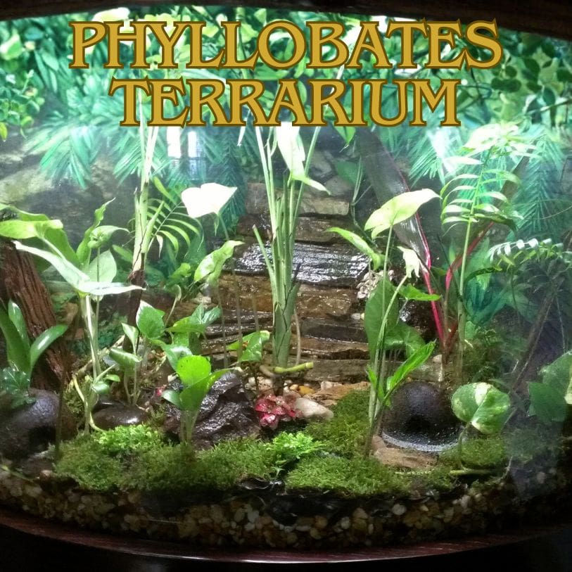 Phyillobates Terrarium ()