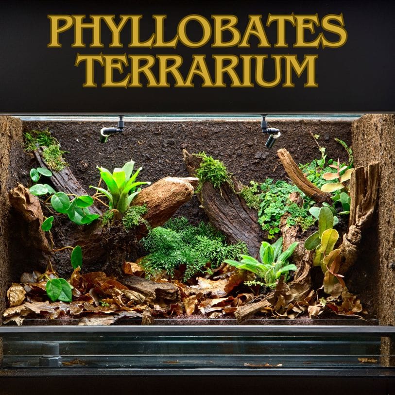 Phyillobates Terrarium ()